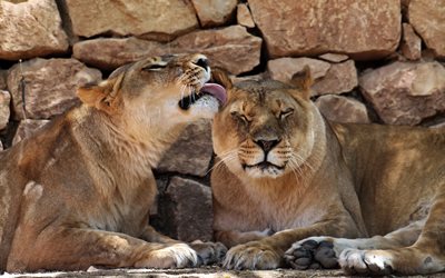 predators, lions, animals, lioness, pair, wall, stones, zoo