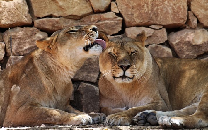 les prédateurs, lions, les animaux, la lionne, paire, mur de pierres, zoo