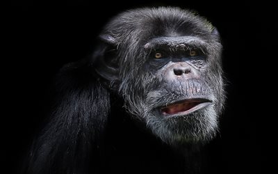 थूथन, चिम्पांजी, बंदर, पशु, चेहरे का भाव