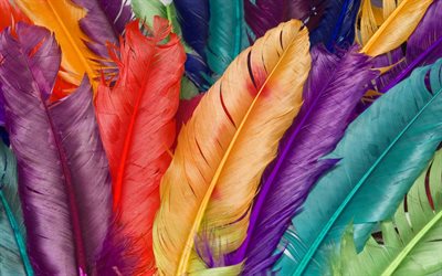 texture, background, feathers, rainbow