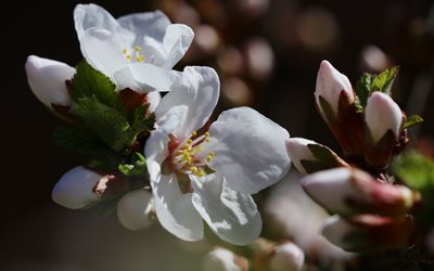 la naturaleza, primavera, rama, flores de cerezo
