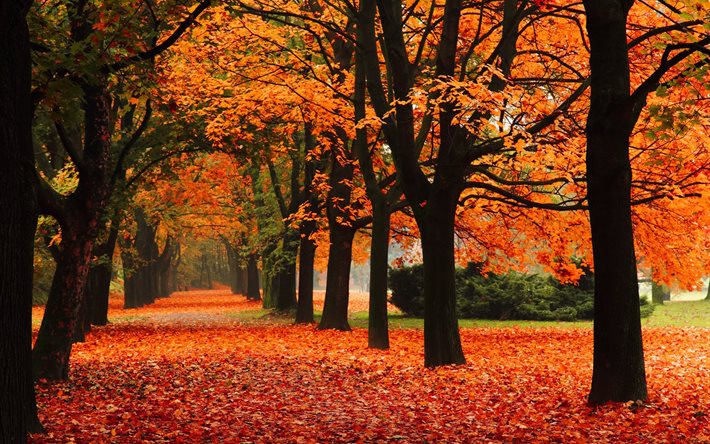 callejón, los árboles, el parque, el paisaje, otoño, naturaleza, hojas