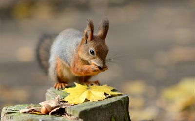 autumn, nature, stump, protein, leaves, rodent, maple, animal, nuts
