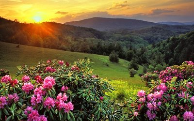 field, mountains, the bushes, the slopes, flowers, landscape, the sun, summer, sunset, nature, evening
