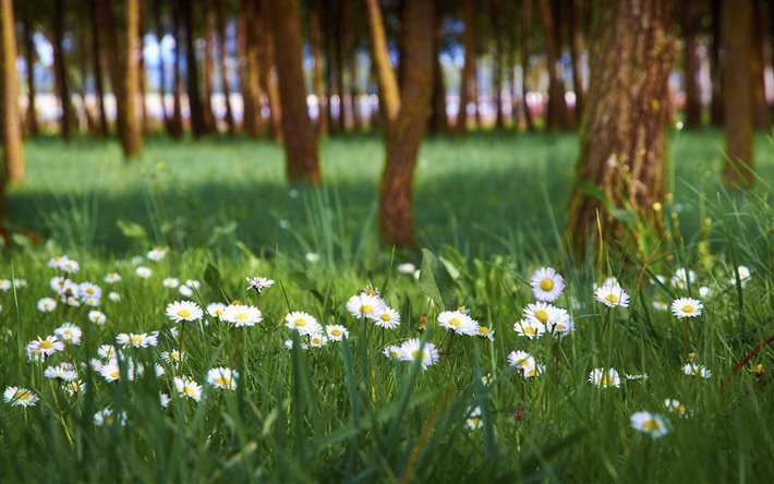 trees, summer, grass, landscape, flowers, nature, chamomile