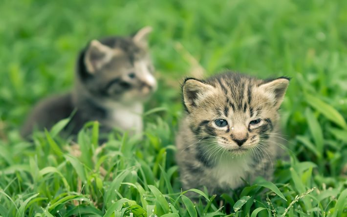 kittens, cats, nature, animals, grass