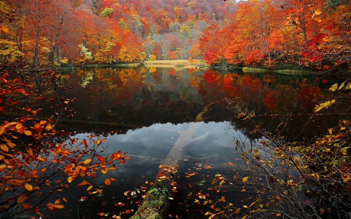 가을, 트, 숲, 점, 자연, 호, water