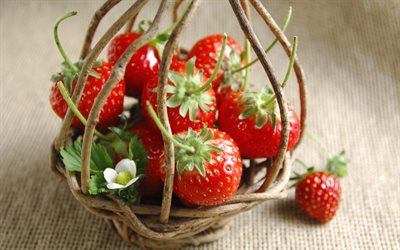 fraises, petits fruits, des branches, de la nourriture, panier