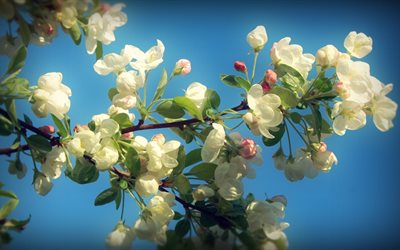 blommor, gren, träd, äpple, våren, himlen