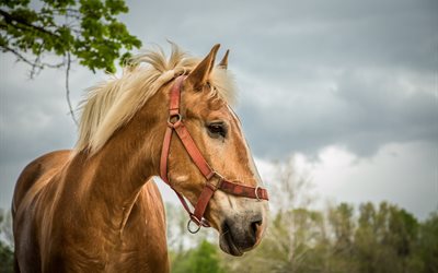 muzzle, horse, profile, mane, animal, nature