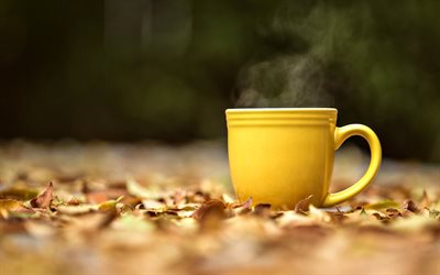 nature, autumn, leaves, mug, couples