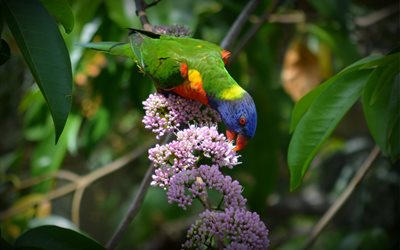 bird, parrot, lorikeet, nature, branches, leaves, flowers