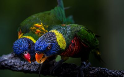 ペア, loricati, parrots, 鳥, 熱帯地域, 自然, 支店