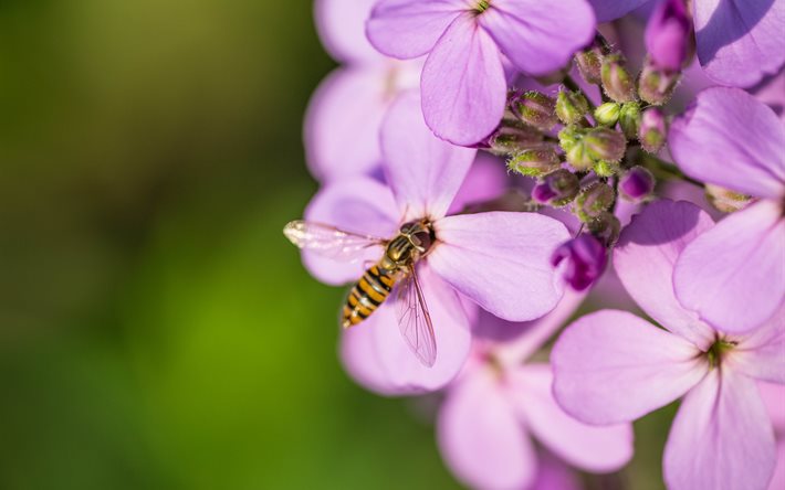 自然, 花, マクロ, ミツバチ