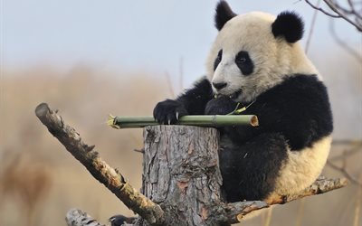 vara, ramos, o barril, árvore, natureza, panda, urso, animal, bambu
