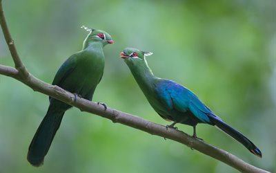 turacos, pair, birds, nature, branch