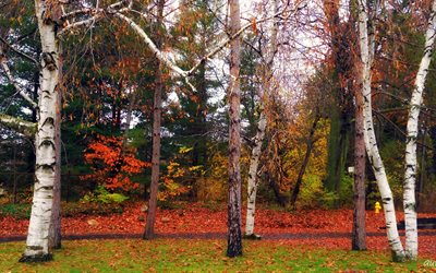 los árboles, otoño, abedul, paisaje, naturaleza, parque