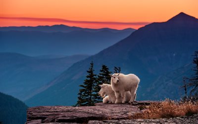 الماعز, الحيوانات, الجبال, الجليدية, بارك, مونتانا, الولايات المتحدة الأمريكية, المناظر الطبيعية, الطبيعة, زوج