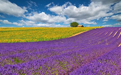 france, provence, field, flowers, lavender, nature, the sky, clouds