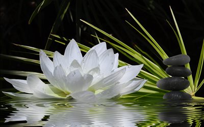 water lily, grass, flower, leaves, stones, pyramid, water, reflection