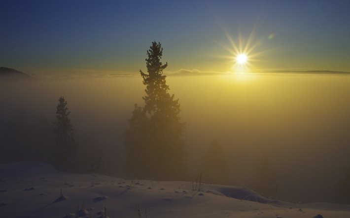 the sun, landscape, the sky, fog, nature, trees, rays