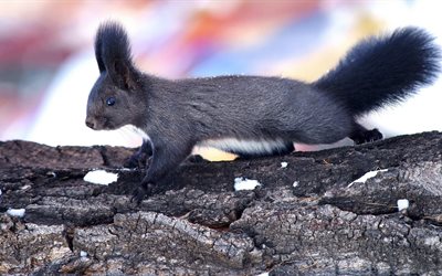 animal, rodent, protein, the barrel, tree, winter, black squirrel