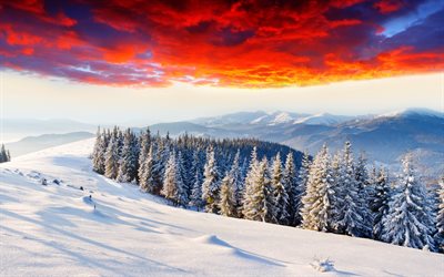 snö, landskap, träd, åt, vinter, himlen, glöd
