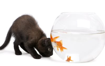 kitten, jungtier, aquarium, tier, water, fisch, fish