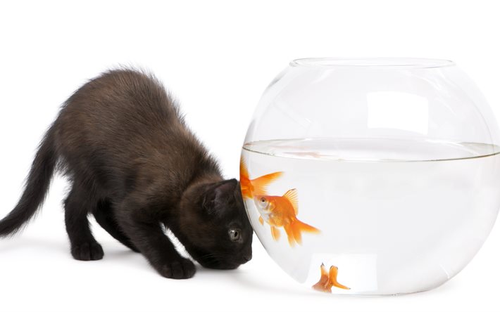 kitten, cub, aquarium, animal, water, fish