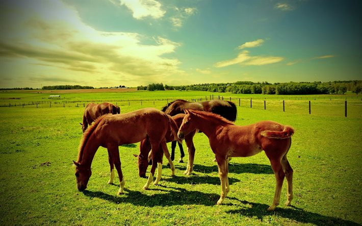 pasture, horses, animals, meadow