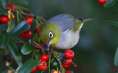 bird, white-eyed, berries, branch, white eyes, nature, silvereye