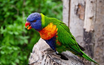 自然, lorikeet, parrot, 鳥, 熱帯地域