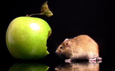 a fruta, fruta, rato, roedor, animal, maçã