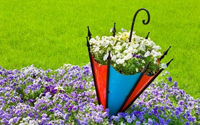 flowers, lawn, grass, flowerbed, umbrella, nature, pansy, viola