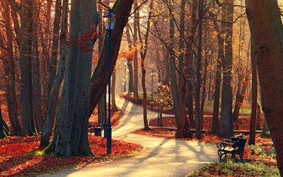 bench, trees, track, park, autumn, nature, lantern