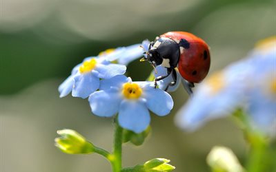 flowers, forget-me-nots, summer, nature, insect, ladybug, macro