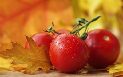 las verduras, los alimentos, los tomates, rama, gotas, agua, hojas, otoño
