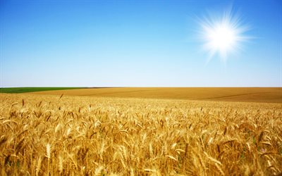 गर्मी, परिदृश्य, यूक्रेन, गेहूं के खेतों, यूक्रेन का ध्वज