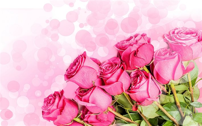 폴란드 장미, 장미의 꽃다발, 가, 장미의 사진, 아름다운 장미, 미, 분홍색 roses, 사진 폴란드의 장미