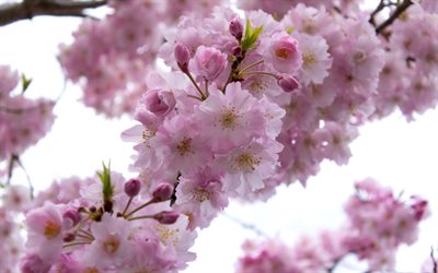 sakura, primavera, floração, flores de cerejeira