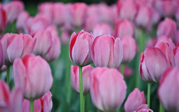 kevätkukat, kevät, vaaleanpunaiset tulppaanit, kukkakenttä