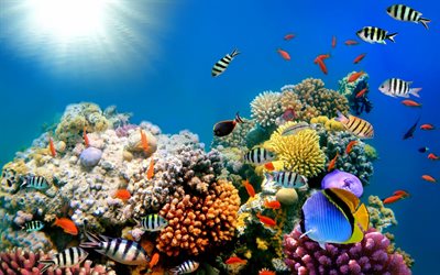 サンゴ礁, ロック, 水中世界, 魚