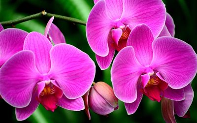 flores cor de rosa, orquídeas, flores exóticas, orquídea rosa