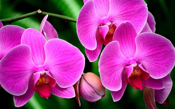 rosa blommor, orkidéer, exotiska blommor, rosa orkidé