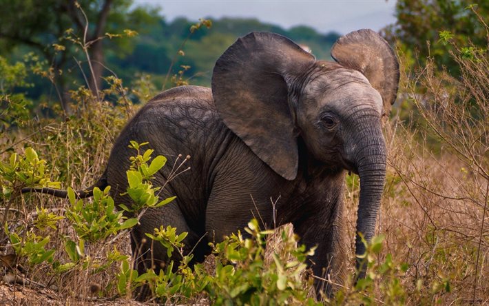 elefante, animales salvajes, áfrica