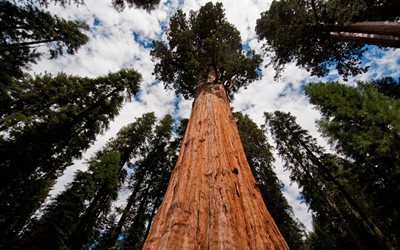 califórnia, sequoia, árvores altas, eua