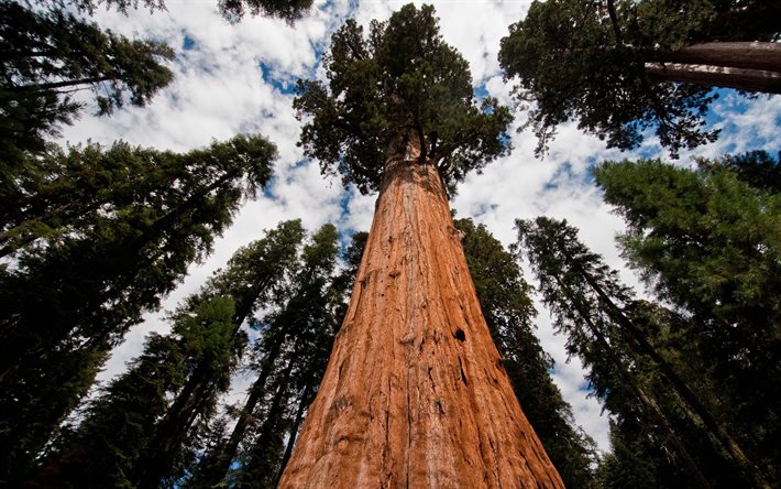 california, sequoia, ağaçlar, usa