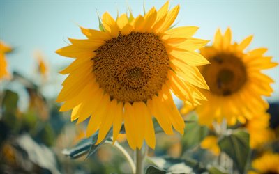 flowers, summer, sunflowers, sonyachnyi