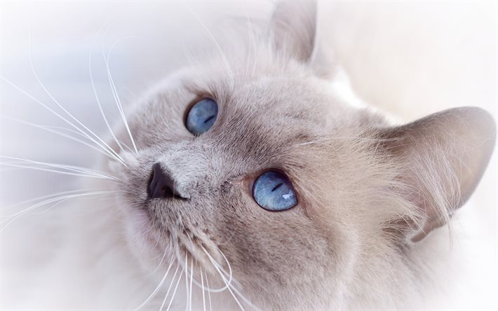 katter, katt, blå ögon