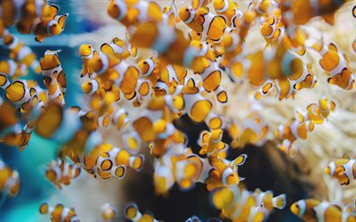 광대 percula, amphiprion percula, amphiprion-clown, 수족관, 광대 물고기, 오렌지 물고기, 광대 해 anemonefish